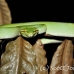 viper_green_tangkoko_h_0025_sul1198.jpg